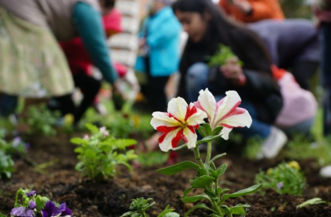 Соликамский городской округ украсят 65 тысяч цветов